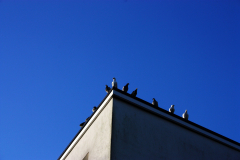 birds